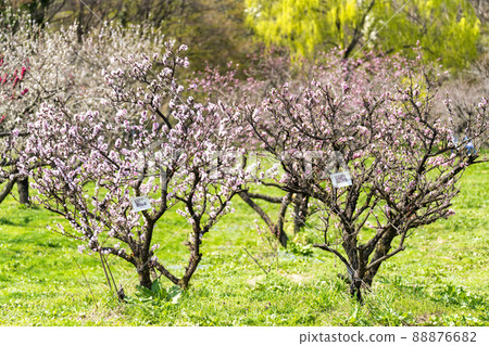 Brightly blooming Hanamomo Hanamomo no Sato, Fukushima City, Fukushima Prefecture 88876682