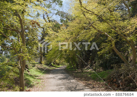 Hikone Castle Green Tunnel 88876684