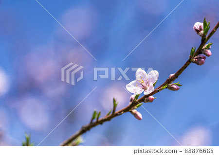 Brightly blooming Hanamomo Hanamomo no Sato, Fukushima City, Fukushima Prefecture 88876685