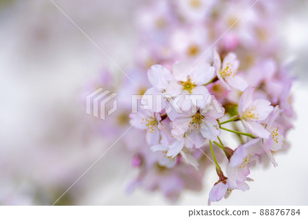 Hitome Senbonzakura Somei Yoshino, Ogawara Town, Miyagi Prefecture 88876784