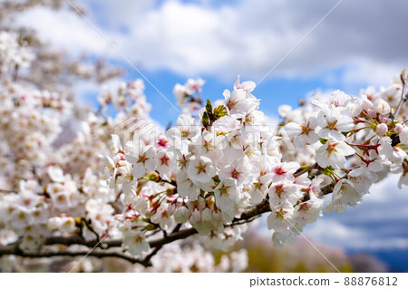 Cherry tree in full bloom Cherry tree in full bloom 88876812