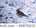 雪中的雲雀 88876815