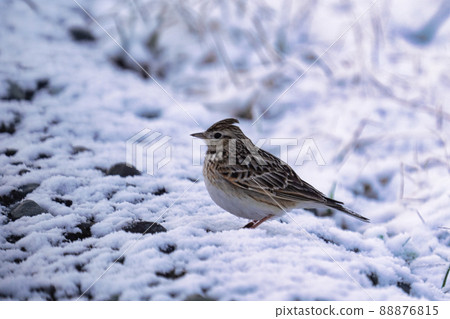 雪中的雲雀 88876815
