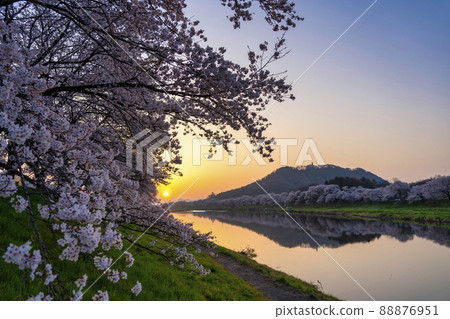 朝霞 白石川岸 一目千本櫻染井吉野 宮城縣小河原町 88876951