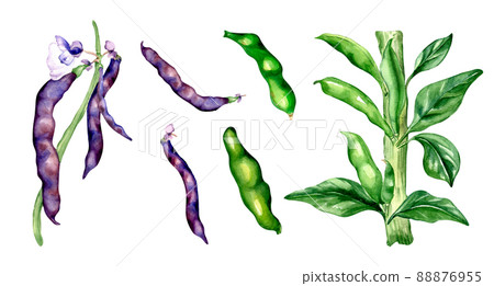 Black beans pod, green haricot watercolor illustration 88876955