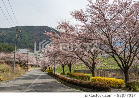 Cherry blossoms and factory 88877017
