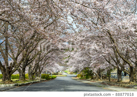 Row of cherry trees Row of cherry trees 88877018
