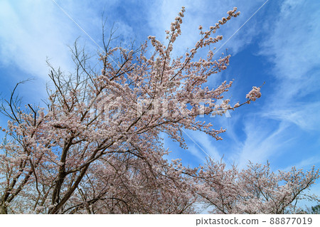  Cherry blossoms and blue sky 88877019