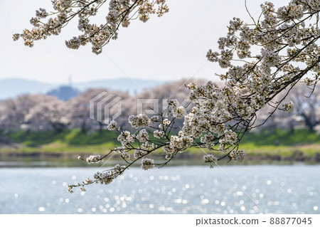 Hitome Senbonzakura, Shiroishi River, Yoshino cherry tree in full bloom, Ogawara Town, Miyagi Prefecture 88877045