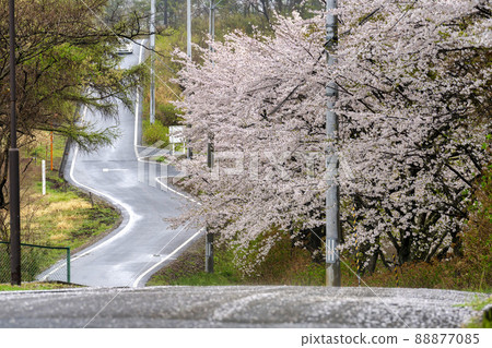 A row of cherry blossom trees on a rainy day, Shibata Town, Miyagi Prefecture A row of cherry blossom trees on a rainy day, Shibata Town, Miyagi Prefecture 88877085