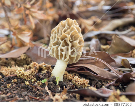 Amigasatake Amigasatake 88877103