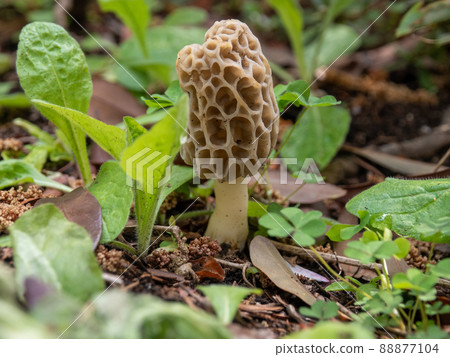 Amigasatake Amigasatake 88877104