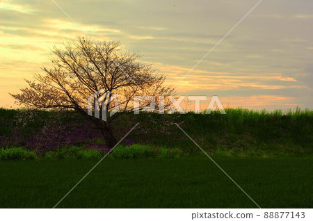 One cherry tree, rape blossoms and purple rape blossoms in the morning 88877143