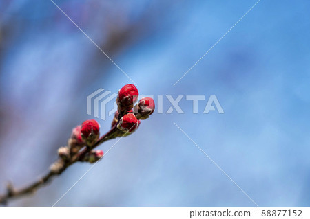 福島縣福島市花桃村花桃花蕾 福島縣福島市花桃村花桃花蕾 88877152