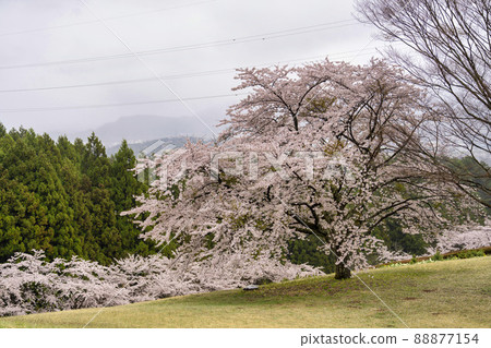 A row of cherry blossom trees on a rainy day, Shibata Town, Miyagi Prefecture A row of cherry blossom trees on a rainy day, Shibata Town, Miyagi Prefecture 88877154