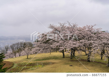A row of cherry blossom trees on a rainy day, Shibata Town, Miyagi Prefecture A row of cherry blossom trees on a rainy day, Shibata Town, Miyagi Prefecture 88877155
