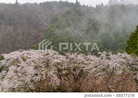 宮城縣柴田町下雨天的一排櫻花樹 宮城縣柴田町下雨天的一排櫻花樹 88877156