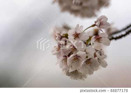 A row of cherry blossom trees on a rainy day, Shibata Town, Miyagi Prefecture A row of cherry blossom trees on a rainy day, Shibata Town, Miyagi Prefecture 88877178