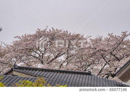 A row of cherry blossom trees on a rainy day, Shibata Town, Miyagi Prefecture A row of cherry blossom trees on a rainy day, Shibata Town, Miyagi Prefecture 88877196