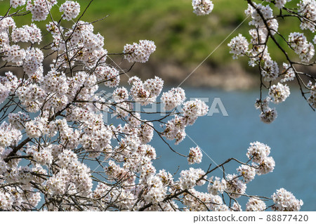 Hitome Senbonzakura, Shiroishi River, Yoshino cherry tree in full bloom, Ogawara Town, Miyagi Prefecture Hitome Senbonzakura, Shiroishi River, Yoshino cherry tree in full bloom, Ogawara Town, Miyagi Prefecture 88877420