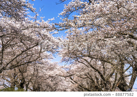 岩手縣北上市北上市公園“北上天收地”(Kitakami Tenshochi)櫻花樹 岩手縣北上市北上市公園“北上天收地”(Kitakami Tenshochi)櫻花樹 88877582