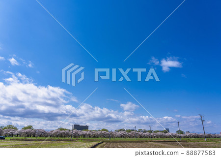 岩手縣北上市北上市公園“北上天收地”(Kitakami Tenshochi)櫻花樹 岩手縣北上市北上市公園“北上天收地”(Kitakami Tenshochi)櫻花樹 88877583