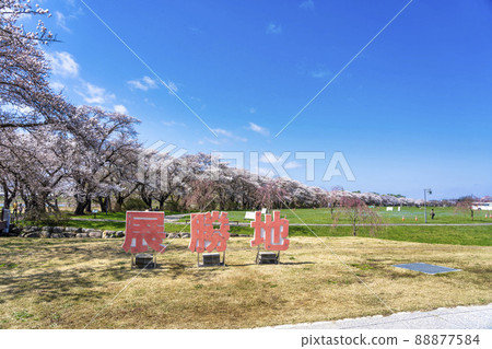 岩手縣北上市北上市公園“北上天收地”(Kitakami Tenshochi)櫻花樹 岩手縣北上市北上市公園“北上天收地”(Kitakami Tenshochi)櫻花樹 88877584