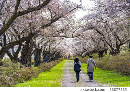 岩手縣北上市北上市公園“北上天收地”（Kitakami Tenshochi）櫻花樹 88877585