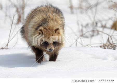 Ezotanuki walking in the snowy field Ezotanuki walking in the snowy field 88877776
