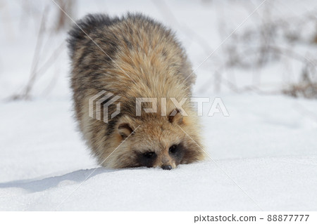 Ezotanuki walking in the snowy field Ezotanuki walking in the snowy field 88877777