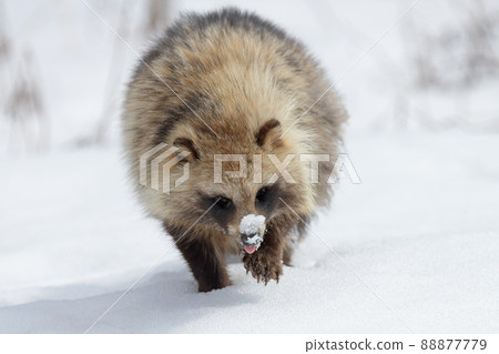 Ezotanuki 走在雪原 88877779