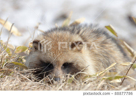 Winter Ezotanuki 88877786