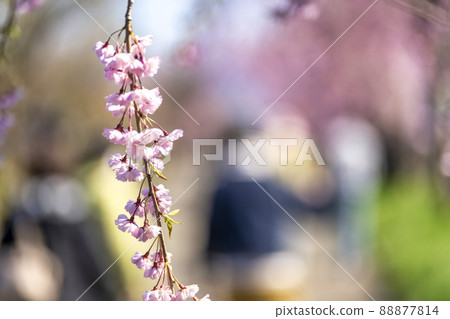 福島縣日方市北中市的垂枝櫻花 88877814