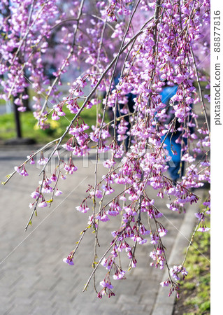 福島縣日方市北中市的垂枝櫻花 88877816