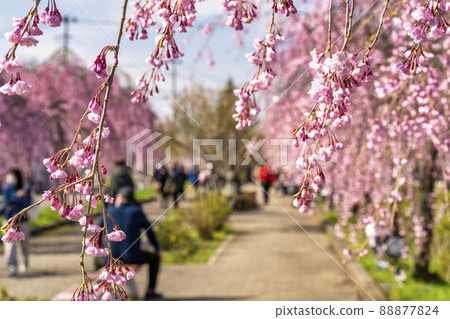 Weeping cherry blossoms on the Nichichu Line Kitakata City, Fukushima Prefecture 88877824