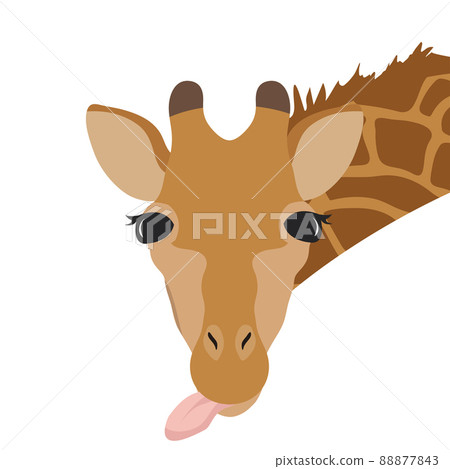 Cute giraffe head isolated on white background 88877843