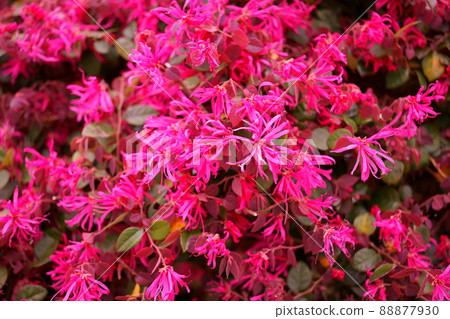 粉紅色的流蘇花 88877930