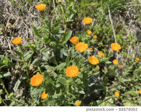 姬參 姬參 88878002