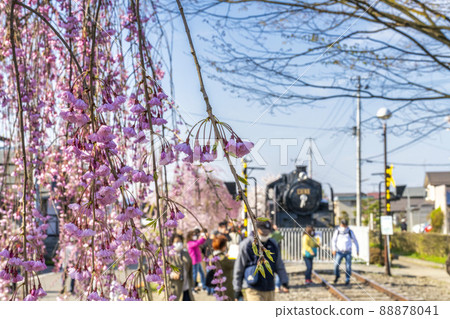 Nicchusen Weeping Cherry Blossoms and SL Kitakata City, Fukushima Prefecture Nicchusen Weeping Cherry Blossoms and SL Kitakata City, Fukushima Prefecture 88878041