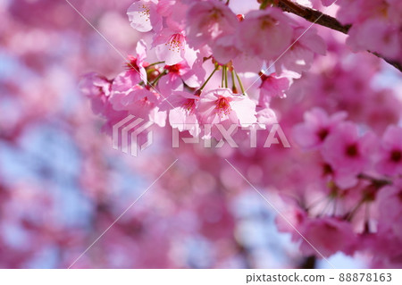 櫻花初開，仰望橫櫻 88878163