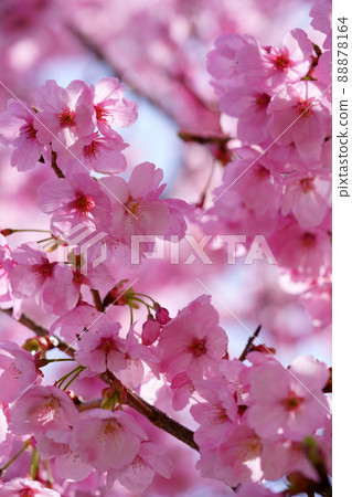 櫻花初開，仰望橫櫻 88878164