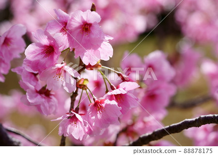 Cute sunlight cherry blossoms 88878175