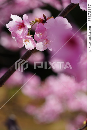 可愛的陽光櫻花 88878177