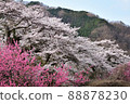 Sakura and peach 88878230