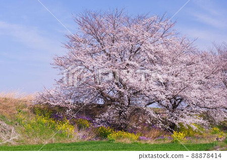 Cherry blossoms in the river Cherry blossoms in the river 88878414
