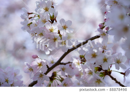 東大寺後櫻花盛開 88878498