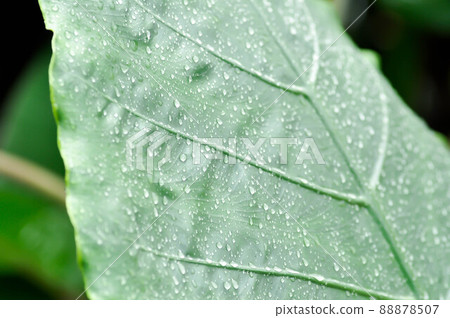 Alocasia, Alocasia macrorrhizos or Alocasia plant or dew drop Alocasia, Alocasia macrorrhizos or Alocasia plant or dew drop 88878507