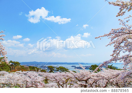 Matsushima Three Views of Japan: Cherry Blossoms at Matsu Park on the Westbound 88878565