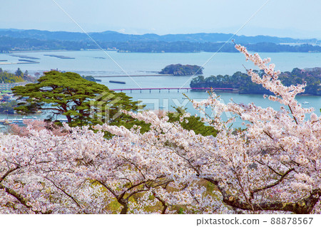 松島日本三景：西行松島公園的櫻花 88878567