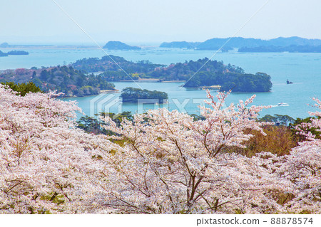 松島日本三景：西行松島公園的櫻花 88878574